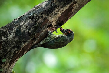 coppersmith barbet