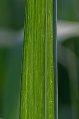 close up of a leaf texture