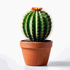 a cactus in a pot with a white background