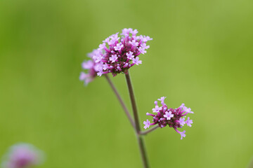 初夏の草原に咲くヤナギハナカサ
