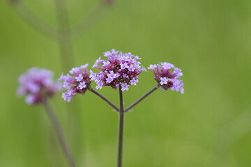 初夏の草原に咲くヤナギハナカサ