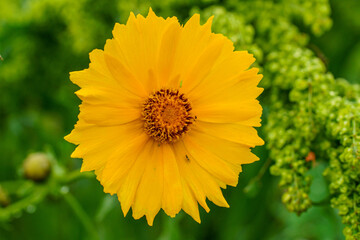 野原の黄色い花