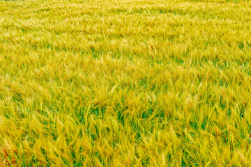 黄金色に輝く麦の穂