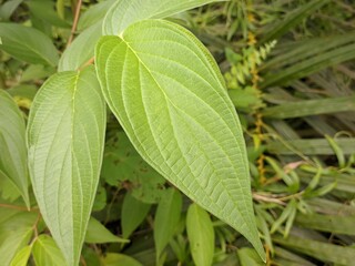 Piper aduncum plants in tropical nature borneo