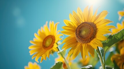 Obraz premium Sunflowers in full bloom against a bright blue sky
