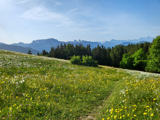 Landscape of Les Pleiades with blooming wild flowers, mountain above Lake Geneva in Vaud Canton,...