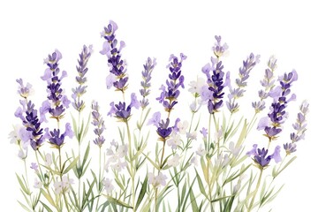 Naklejka premium a watercolor bunch of lavender with white wildflowers