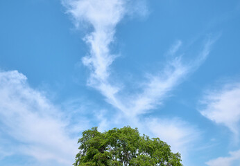 大空と一本の樹 / Big sky and a tree 