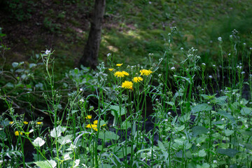 yellow flowers of Crepis biennis wild plant on meadow in summer