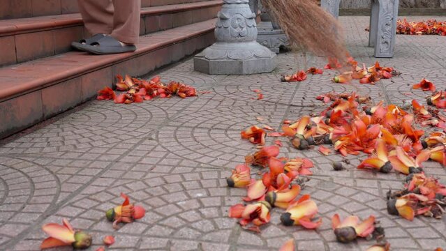Sweeping red bombax ceiba flowers from the backyard with sweeper