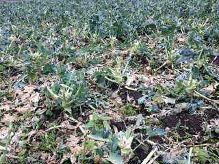 Broccoli field messed up by hail.