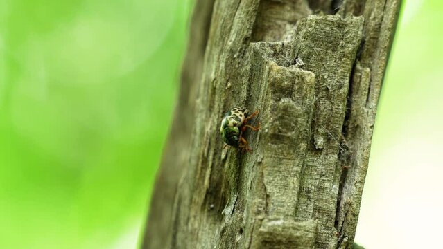 Calligrapha Floridana colorful leaf beetle sitting on piece of wood in Central Florida forest 4k