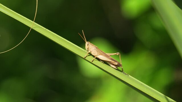 Brown grasshopper in Central Florida, Osprey Trail walking up palmetto leaf in sunlight 4k