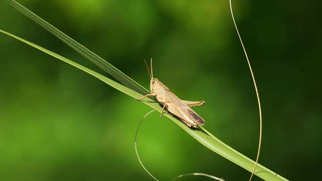 Brown grasshopper sitting on palmetto frond in Central Florida Osprey Trail sunlight 4k 60p