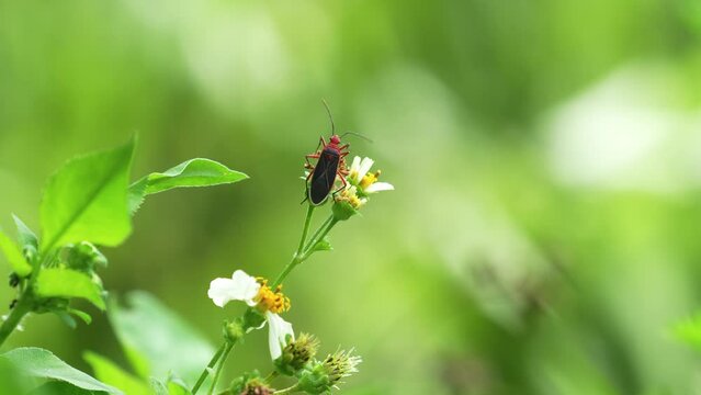 Cotton Stainer bug crawling up Spanish needle flower and sipping nectar Orlando, Florida, Osprey Trail, sunny day with other plants in background, ants crawling nearby