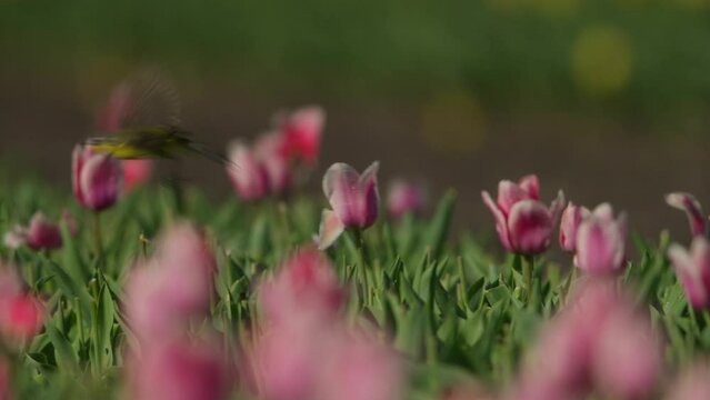 Medium static shot of a western yellow wagtail perched on a pink tulip in a field of tulips