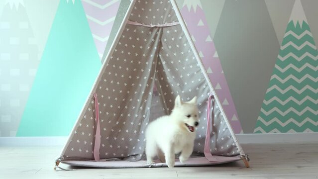 A White Swiss Shepherd puppy is playing mischievously in the children's room. A cute white puppy is playing in a children's wigwam. Pets concept. 4k footage
