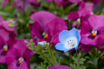 春の野原に咲く小さく青いオオイヌノフグリ