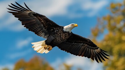 Obraz premium Bald eagle