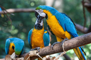 Blue-and-yellow macaws (Ara ararauna) sitting on a tree branch as they play together at a bird rescue sanctuary near Iguazu Falls in Brazil.