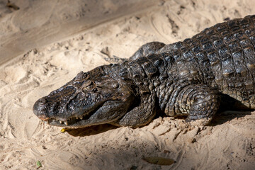 A captive caiman at the wildlife santuary on the Brazilian side of Iguazu Falls. The caiman belongs to the family Alligatoridae of the order Crocodilia.