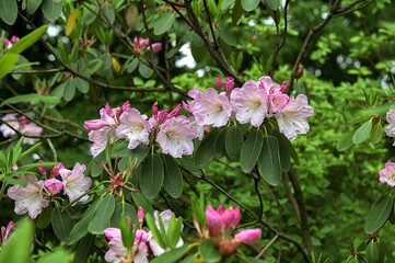 Beautiful pink rhododendrons during spring bloom