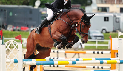 Horse, show jumping horse, close-ups at a tournament.