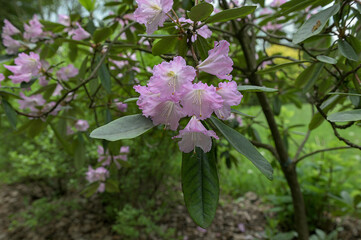 Beautiful pink rhododendrons during spring bloom