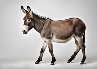 Obraz premium Donkey isolated on a white background.