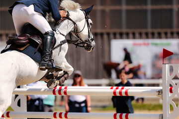 Horse, show jumping horse, close-ups at a tournament.