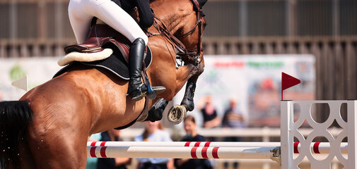 Horse, show jumping horse, close-ups at a tournament.