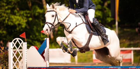 Horse, show jumping horse, close-ups at a tournament.