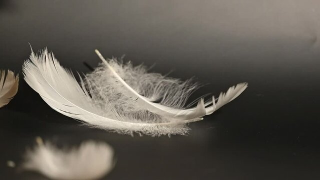 swan feather falling down