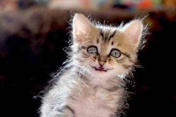 Pretty cute kitten.  Funny smiling laughing  pets.  Happy Tabby cat. Humor
