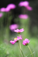 Fototapeta premium 美しい秋のコスモスの花