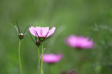 美しい秋のコスモスの花