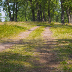 Dirt country road in summer forest