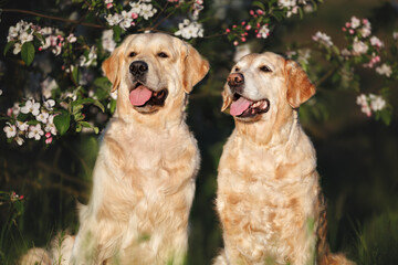 two happy golden retriever dogs posing with blooming apple tree
