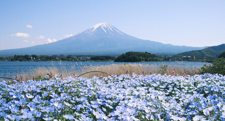 blossom of Nemophila or Baby Blue Eyes flower with the background of Mt fuji 