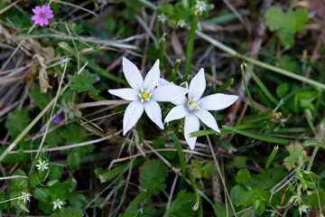 wildflower in the mountain in summer season