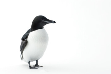 A lone penguin stands on a seamless white background, showcasing its distinctive black and white plumage.