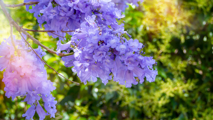 Blooming jacaranda with beautiful purple flowers in close-up on a green background.
