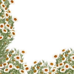 Obraz premium Chamomile corner frame in watercolor isolated on white. High quality hand painted wild herb illustration for cards, packages, posters, oil infusions, folk medicine recipes and herbal guides design