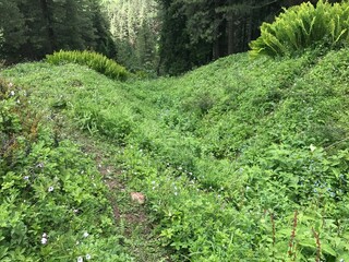 Treking in the Mountains of India
