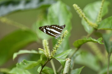 butterfly on a flower