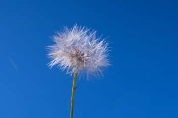 Taraxacum Dandelion