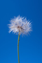 Taraxacum Dandelion