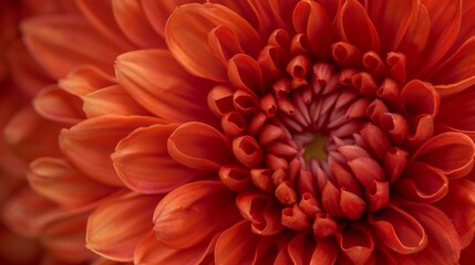 A close-up of a blooming chrysanthemum showcases its intricate layers. 