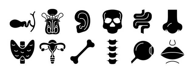 Obraz premium Human anatomy set icon. Gallbladder, reproductive organs, ear, skull, intestine, nose, thyroid, uterus, bone, spine, eye, lips. Medicine, biology.