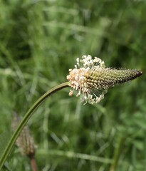 Plantago Lanceolate wild plant blossoming close up